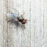 flyonthewall88