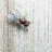flyonthewall88